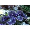 maxima clam purple and blue