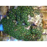 super green zoanthids Click to view larger image'