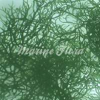 Green Gracilaria (Tang Heaven) Click to view larger image'