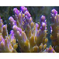 Purple Tip Acropora nana Click to view larger image'