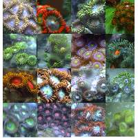 zoanthid frag pack Click to view larger image'