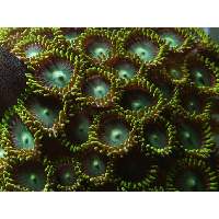 green zoas Click to view larger image'