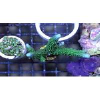 Acropora sp Green Purple Frag 2.5