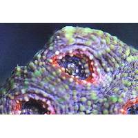 Rare Acanthastrea echinata Click to view larger image'