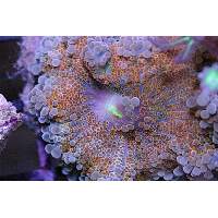 Ricordia Mushroom Coral Yuma True Color Click to view larger image'