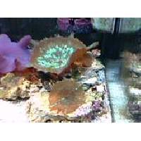 Medusa Mushroom Click to view larger image'