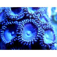 ULTRA Blues zoanthid Click to view larger image'