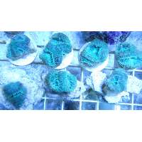 Aussie Green aqua Acan Click to view larger image'