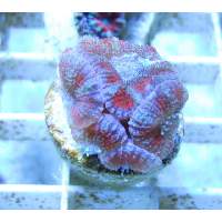 Pastel Acan Click to view larger image'