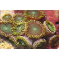 dragon eye zoanthids Click to view larger image'