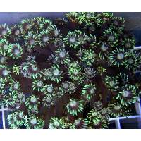 Metallic Green Goniopora Flowerpot Click to view larger image'