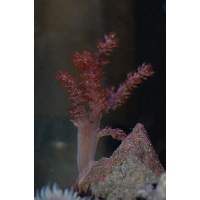 Kenya Tree Coral Click to view larger image'