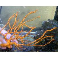 Gorgonian Orange w White Polyps Click to view larger image'