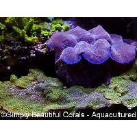 Montipora Aequituberculata Click to view larger image'