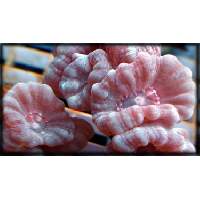 CandyCane Frags Click to view larger image'