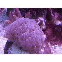 purple hammer coral Click to view larger image'