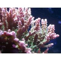 Frogskin acropora Click to view larger image'