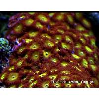 007 Golden Eye zoa Click to view larger image'