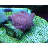 Red/Blue PolkaDot Mushroom Click to view larger image'