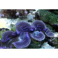 maxima clam purple and blue Click to view larger image'