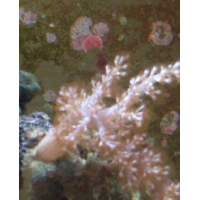 Kenya tree coral Click to view larger image'
